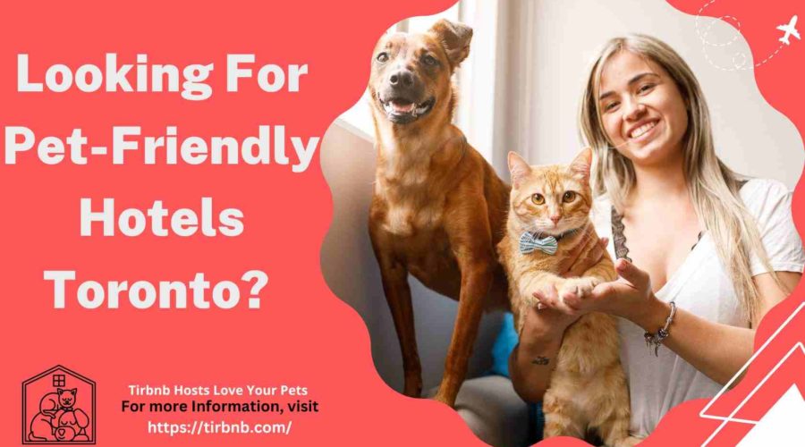 10 Best Pet Friendly hotels Toronto: Paws Are Welcome in 2024