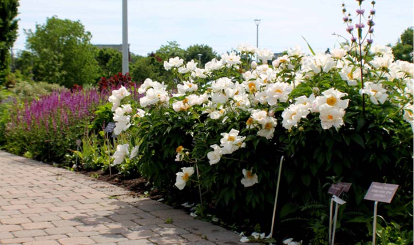 Entry Garden Walk