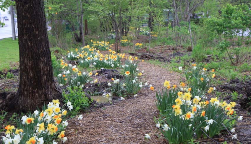 Woodland Walk botanical gardens