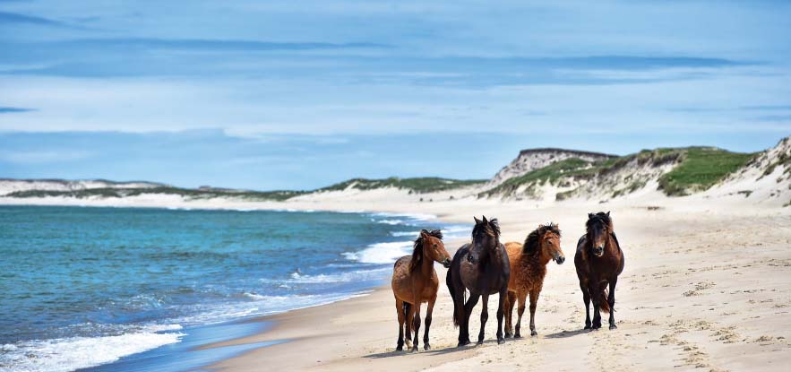 horses in Sable Island Canada