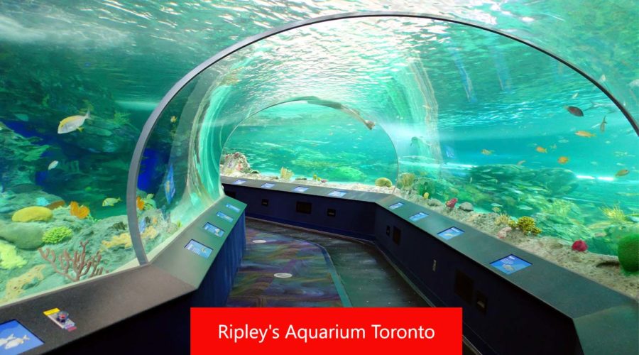 Ripley’s Aquarium Toronto: Your Visiting Guide In 2024